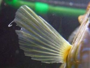 Ученые смогли внедрить конечности в плавник рыб