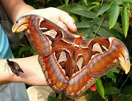 Ученые обнаружили особенность у африканских бабочек